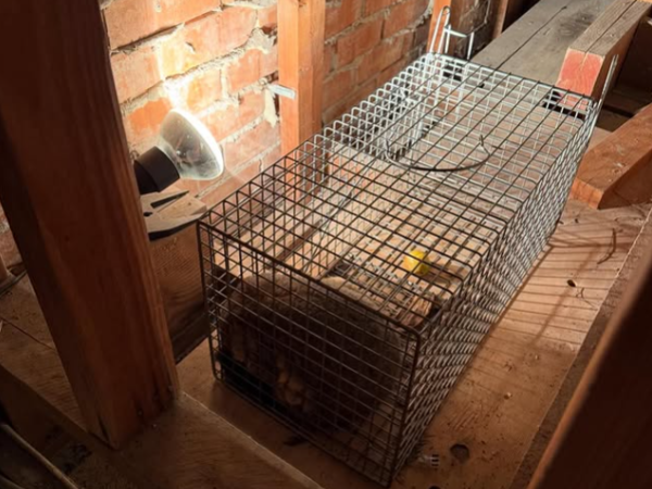 PestGuard Sydney pest control job