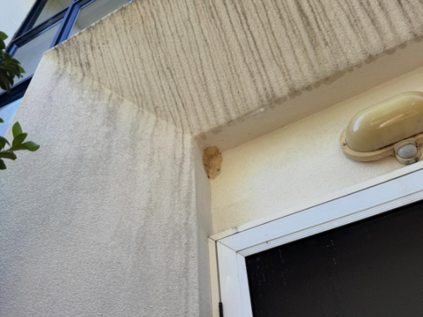 PestGuard Sydney pest control job