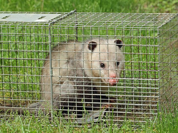 Possum Control