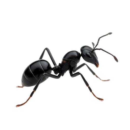 Ants pest control in Narellan