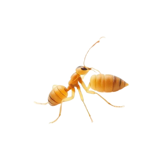 Termites pest control in Narellan