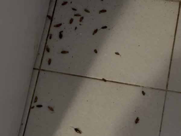 PestGuard Sydney pest control job